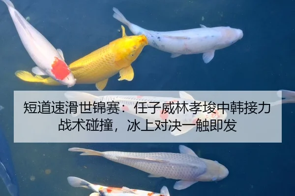 短道速滑世锦赛：任子威林孝埈中韩接力战术碰撞，冰上对决一触即发